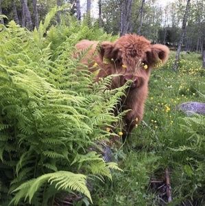 Meet your Posher, Leo